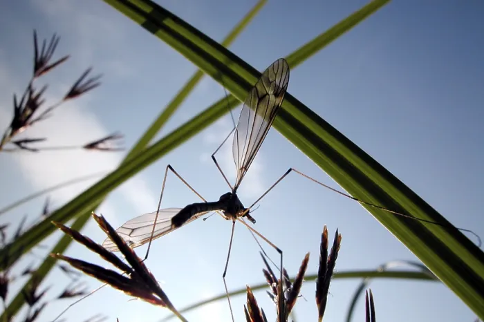 Framed Print : Fly