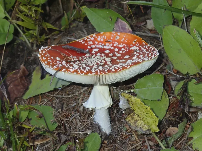 Framed Print : Fly agaric (Amanita muscaria) Framed Print : Fly agaric (Amanita muscaria)