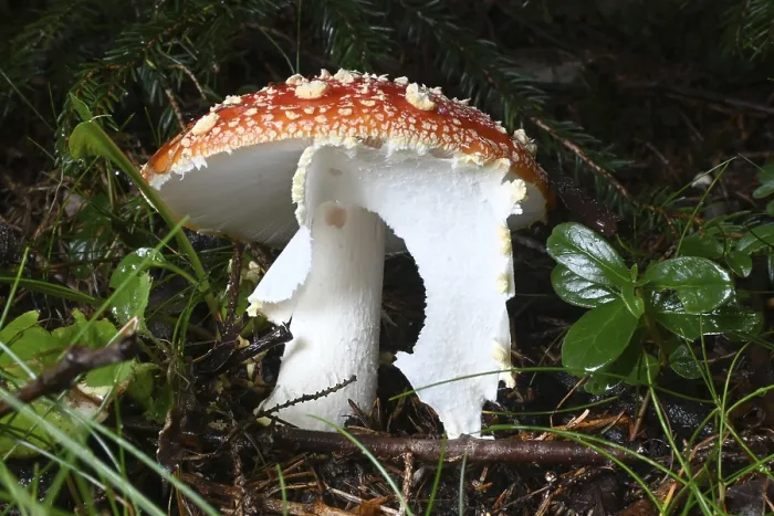 Framed Print : Fly agaric (Amanita muscaria)