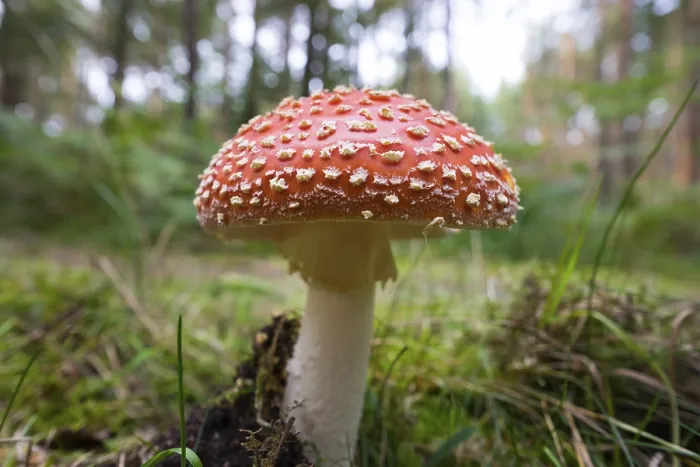 Framed Print : Fly agaric (Amanita muscaria), DarB Forest