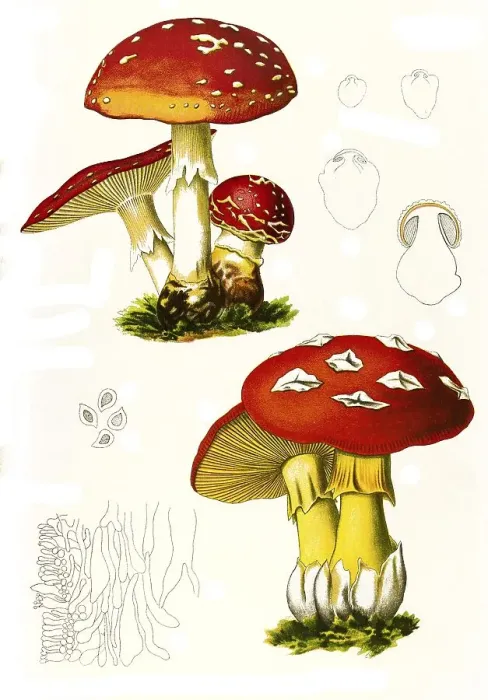 Framed Print : Fly Agaric (Amanita muscaria), fly agaric