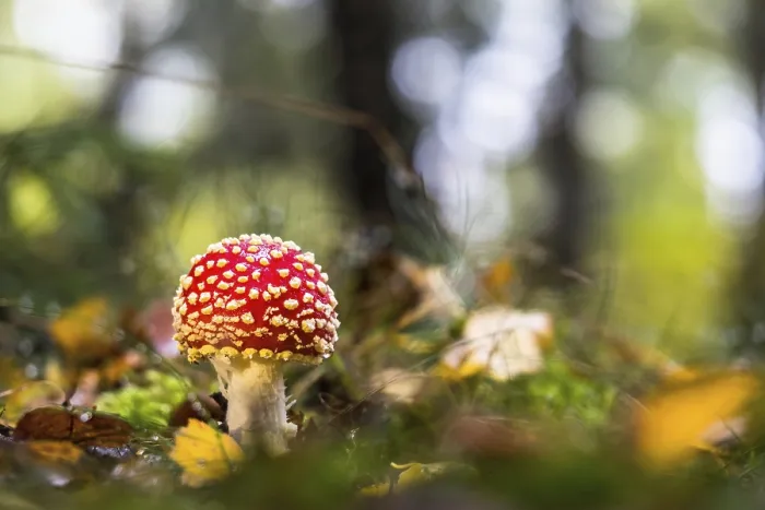 Framed Print : Fly agaric (Amanita muscaria) on forest floor
