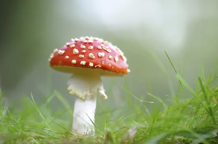 Framed Print : Fly Agaric (Amanita muscaria) growing on grass