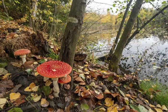 Framed Print : Fly agaric (Amanita muscaria) Guxhagen