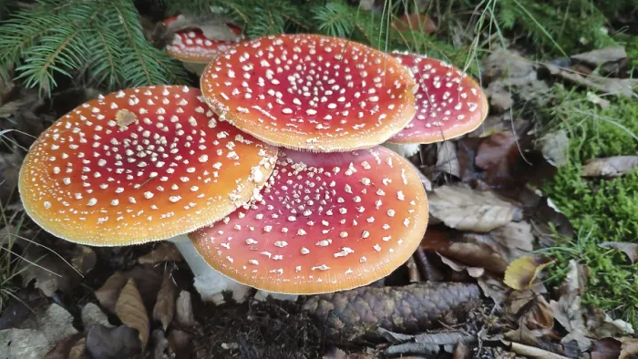 Framed Print : Fly agaric (Amanita muscaria), Saxony, Germany