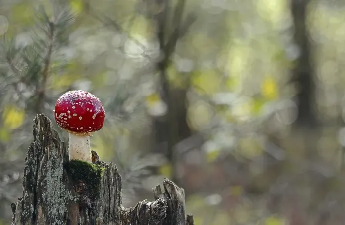 Framed Print : Fly agaric (Amanita muscaria), Schleswig-Holstein