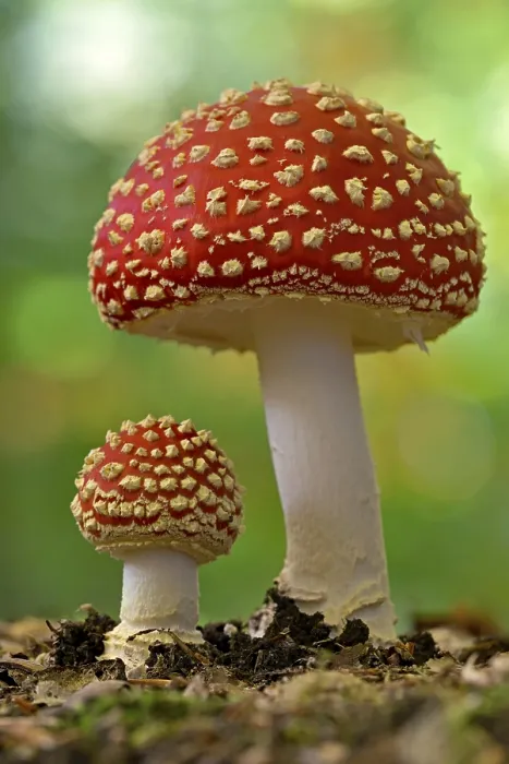 Framed Print : Fly agaric (Amanita muscaria), small and large fruiting bodies