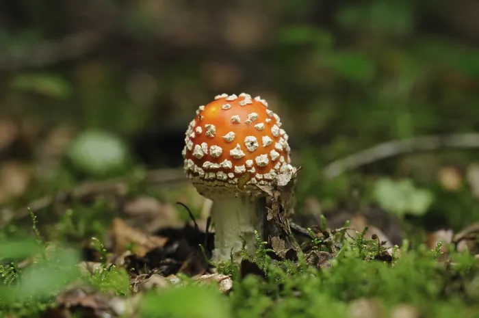 Framed Print : Fly agaric in the forest with green moss Framed Print : Fly agaric in the forest with green moss