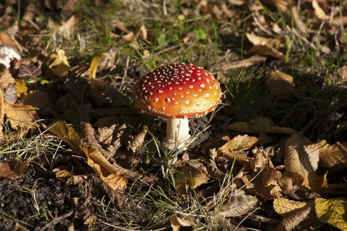 Framed Print : Fly Agaric Toadstool