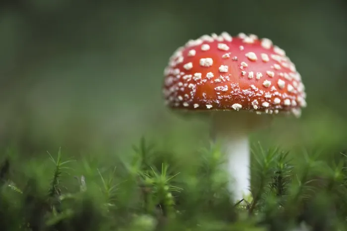 Framed Print : Fly agarics (Amanita muscaria)