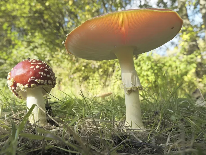 Framed Print : Fly agarics (Amanita muscaria) growing at the edge of a forest