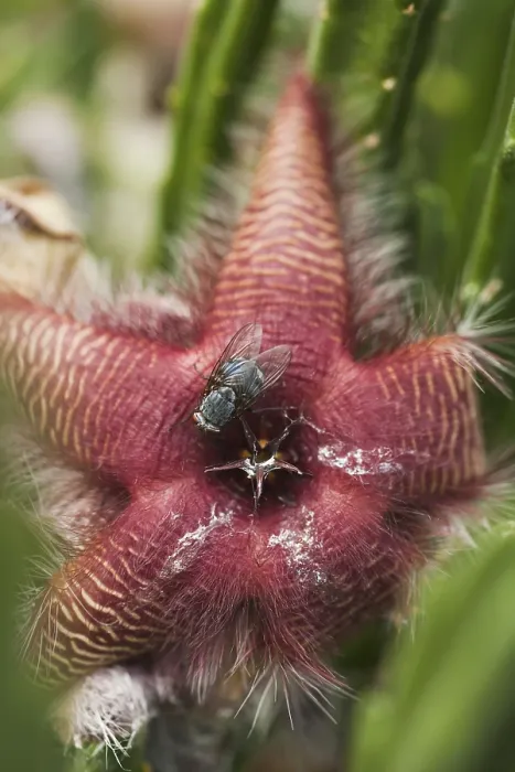 Framed Print : Fly on Carrion Plant (Stapelia gigantea)