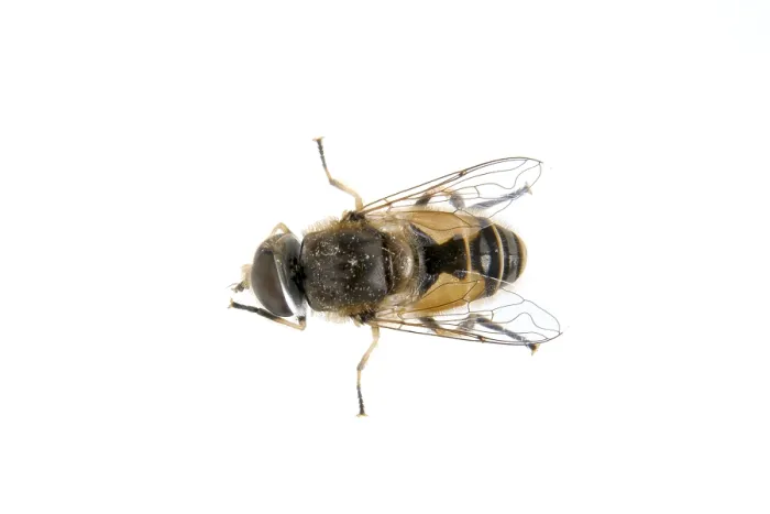 Framed Print : Fly isolated on a white background Framed Print : Fly isolated on a white background