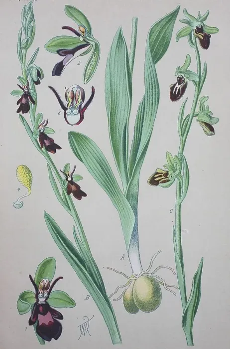 Framed Print : Fly orchid (Ophrys insectifera) Framed Print : Fly orchid (Ophrys insectifera)