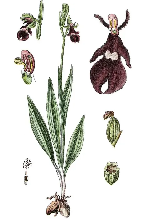 Framed Print : Fly Orchid (Ophrys muscifera), medicinal plant Framed Print : Fly Orchid (Ophrys muscifera), medicinal plant