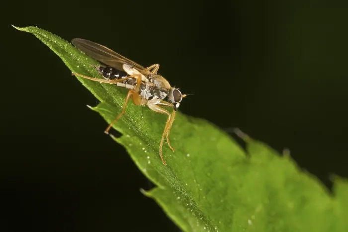 Framed Print : Fly (order Diptera, suborder Brachycera) Framed Print : Fly (order Diptera, suborder Brachycera)