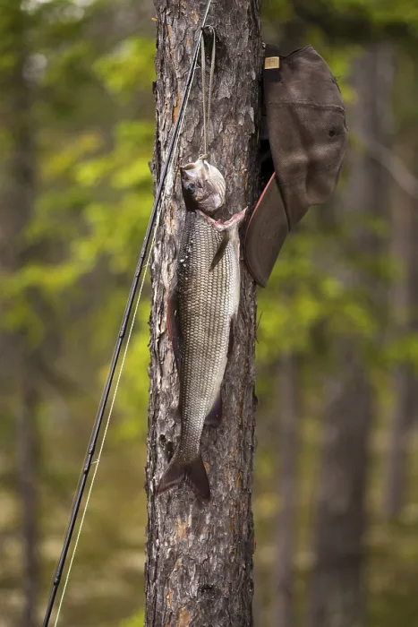 Framed Print : Fly rod, grayling and cap on a tree