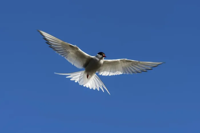 Framed Print : Flying Arctic Tern against a blue sky, IJsland