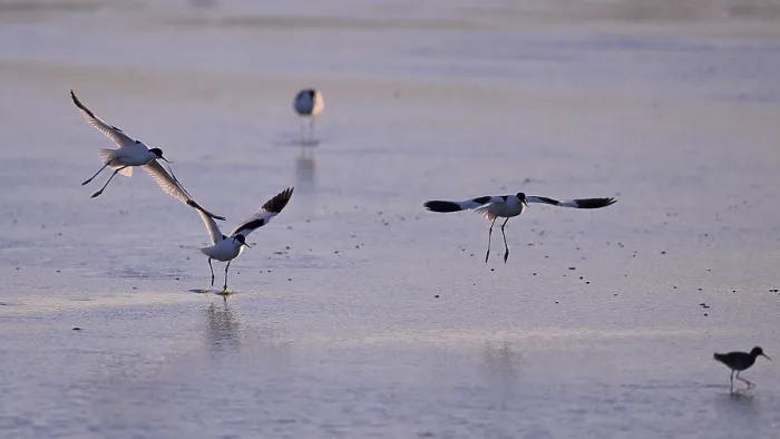 Framed Print : Three flying avocets (Recurvirostra avosetta) over water in backlight Framed Print : Three flying avocets (Recurvirostra avosetta) over water in backlight