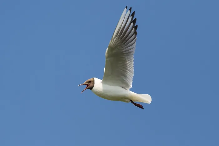 Framed Print : Flying Black-headed Black-headed Gull (Chroicocephalus ridibundus) Framed Print : Flying Black-headed Black-headed Gull (Chroicocephalus ridibundus)