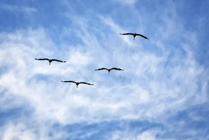Framed Print : Four flying common cranes (Grus grus) Framed Print : Four flying common cranes (Grus grus)