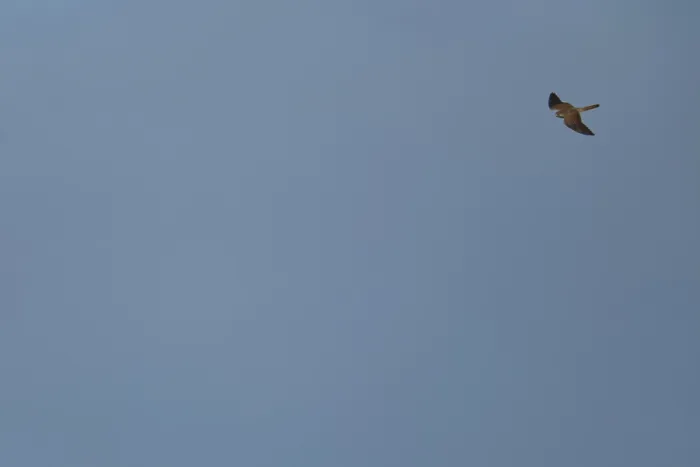 Framed Print : Flying Common Kestrel (Falco tinnunculus)