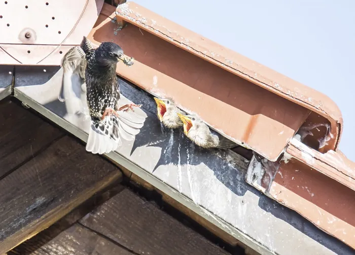 Framed Print : Flying Common Starling feeding babies that have shelter under the roof of a house Framed Print : Flying Common Starling feeding babies that have shelter under the roof of a house