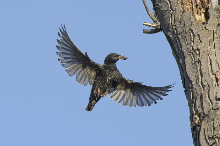 Framed Print : Flying common starling (Sturnus vulgaris) with spread wings approaching breeding cavity