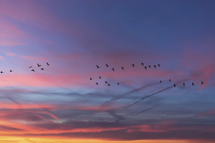 Framed Print : Flying cranes (Grus grus) in the evening sky