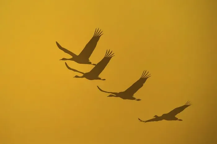 Framed Print : Flying Cranes (grus grus) in front of morning sky Framed Print : Flying Cranes (grus grus) in front of morning sky