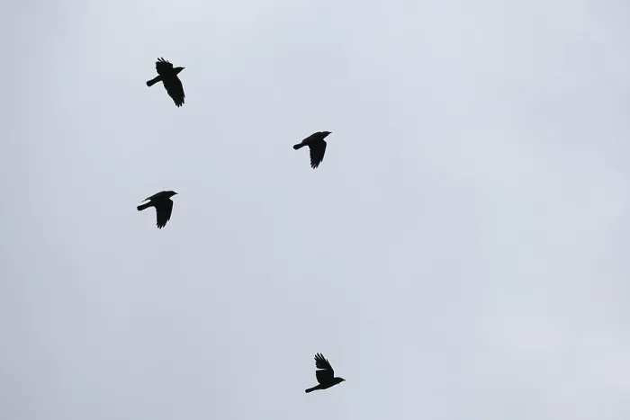 Framed Print : Flying crows (Corvus corone), Schwalm-Nette nature reserve Framed Print : Flying crows (Corvus corone), Schwalm-Nette nature reserve