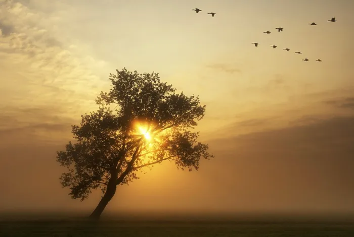 Framed Print : Flying geese above a misty meadow while the sun rises behind a bended tree