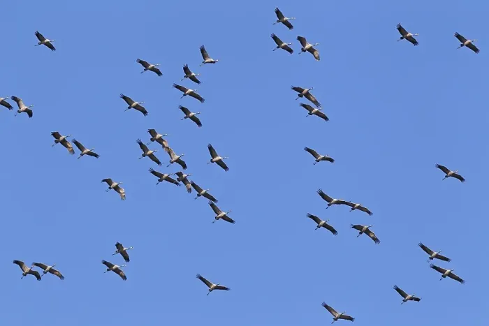Framed Print : Flying gray cranes (Grus grus) Framed Print : Flying gray cranes (Grus grus)