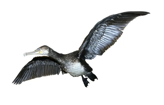 Framed Print : Flying Great Cormorant (Phalacrocorax carbo) isolated on white background