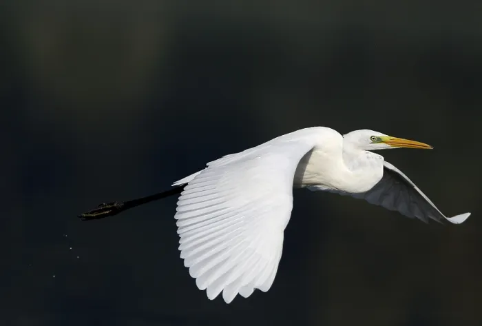 Framed Print : Flying great egret (Casmerodius albus)