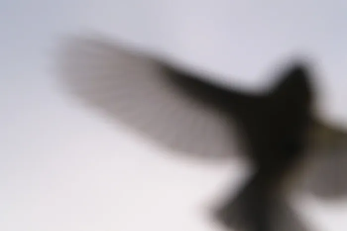 Framed Print : Flying great tit (Parus major)