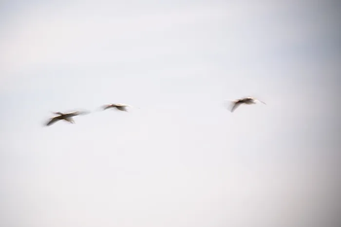 Framed Print : Flying grey geese (Anser anser)