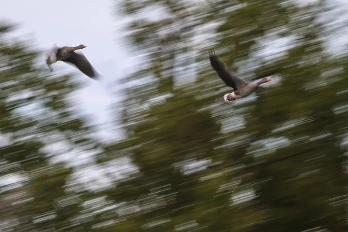 Framed Print : Flying grey geese (Anser anser) Framed Print : Flying grey geese (Anser anser)