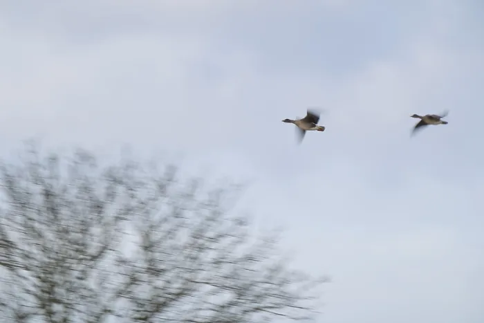 Framed Print : Flying grey geese (Anser anser)