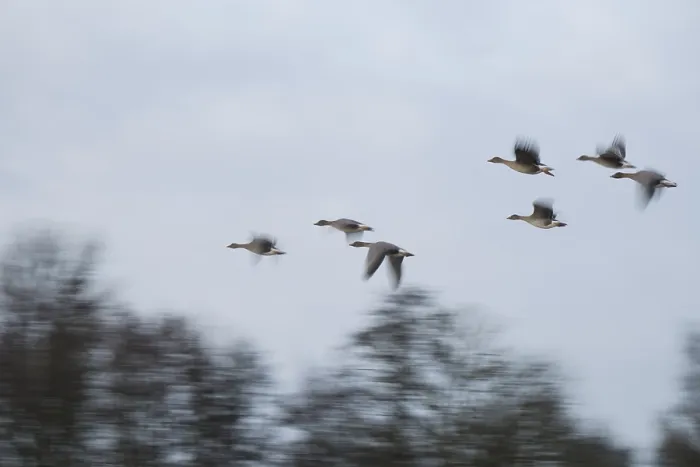 Framed Print : Flying grey geese (Anser anser)