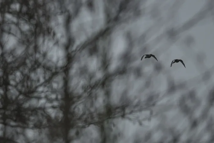 Framed Print : Flying grey geese (Anser anser) Framed Print : Flying grey geese (Anser anser)