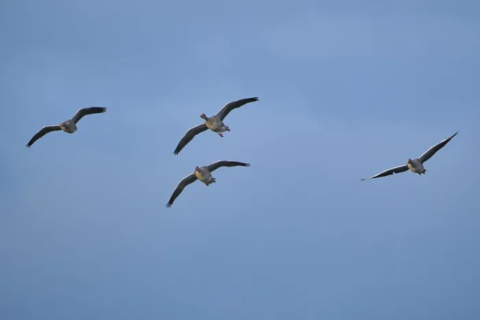 Framed Print : Flying grey geese (Anser anser)