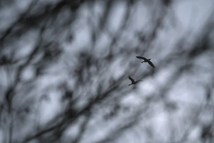Framed Print : Flying grey geese (Anser anser)
