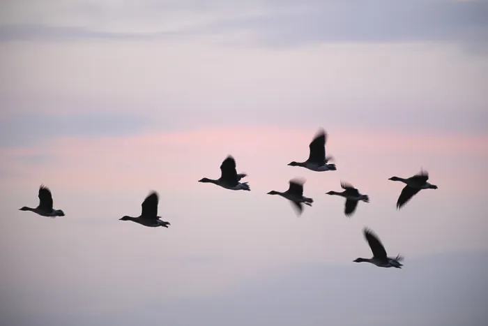 Framed Print : Flying grey geese (Anser anser) in the evening sky