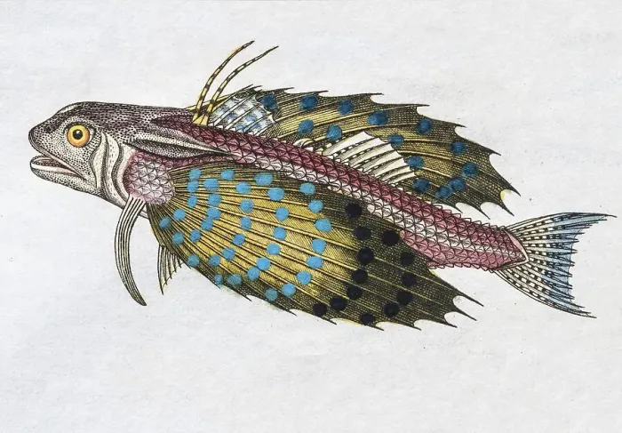 Framed Print : Flying gurnard (Dactylopterus volitans)