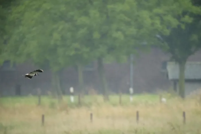 Framed Print : Flying lapwing (Vanellus vanellus) over a field