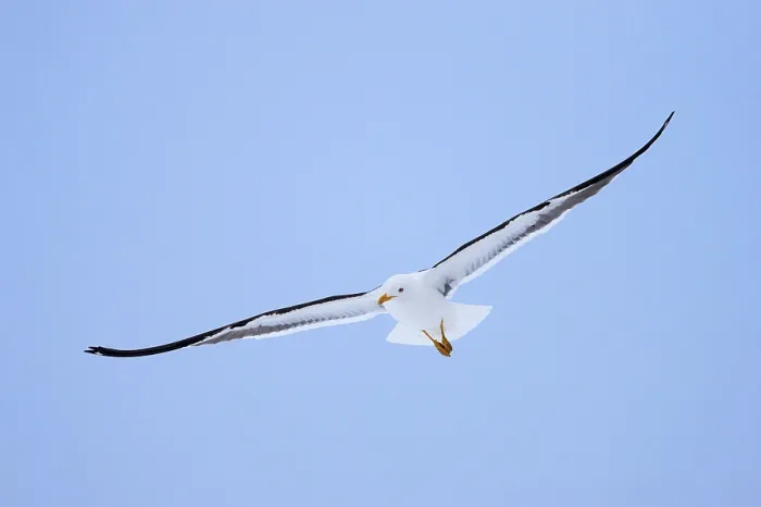 Framed Print : Flying Lesser black-backed gull (Larus fuscus fuscus) in flight