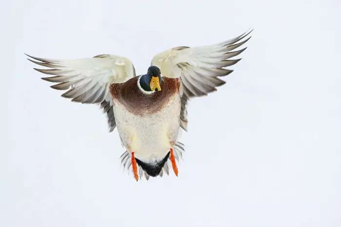 Framed Print : Flying mallard (anas platyrhynchos) in the snow Framed Print : Flying mallard (anas platyrhynchos) in the snow