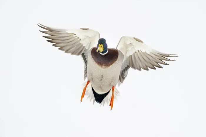 Framed Print : Flying mallard (anas platyrhynchos) in the snow Framed Print : Flying mallard (anas platyrhynchos) in the snow