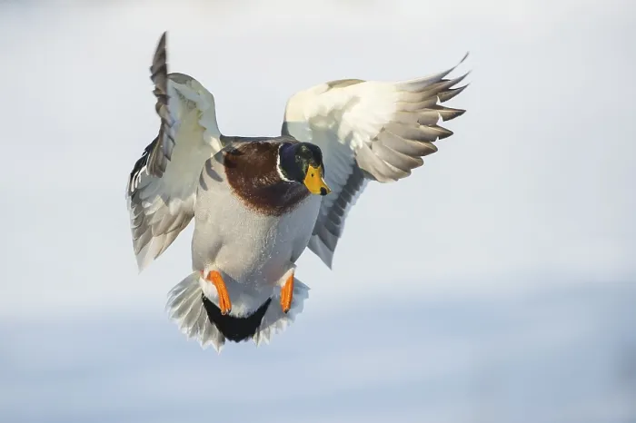 Framed Print : Flying Mallard ( Anas platyrhynchos) in winter